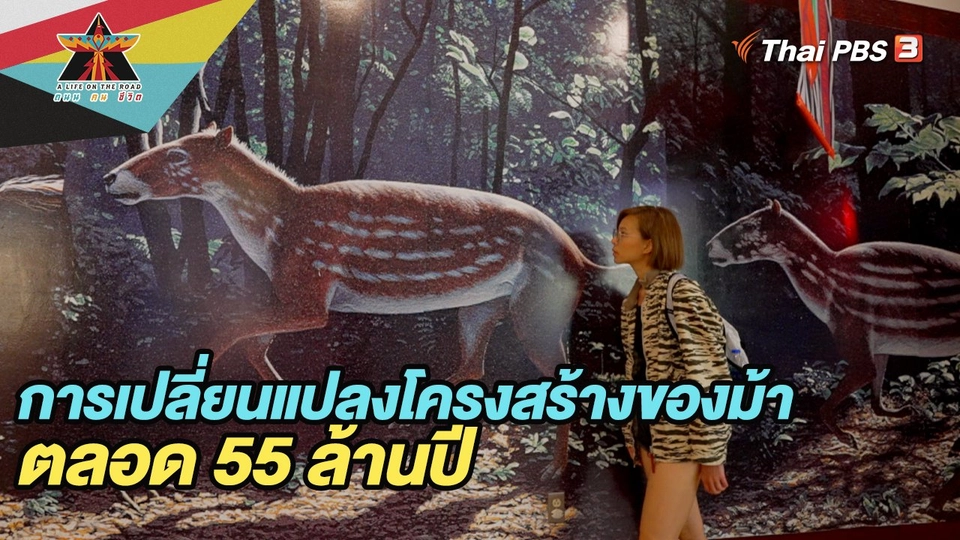 การเปลี่ยนแปลงโครงสร้างของม้าตลอด 55 ล้านปี