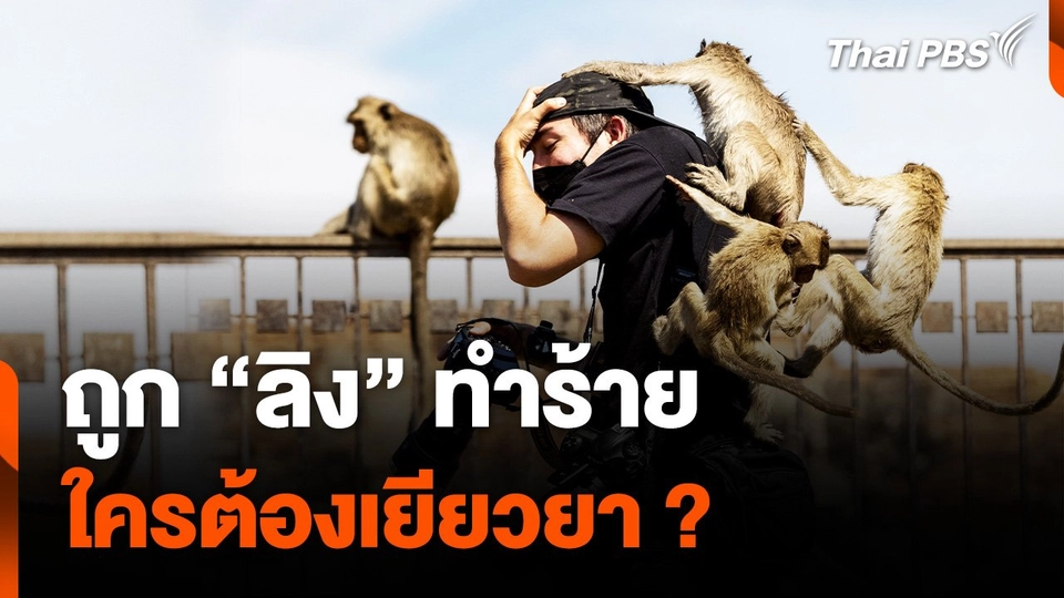 ถูก "ลิง" ทำร้าย ใครต้องเยียวยา ?
