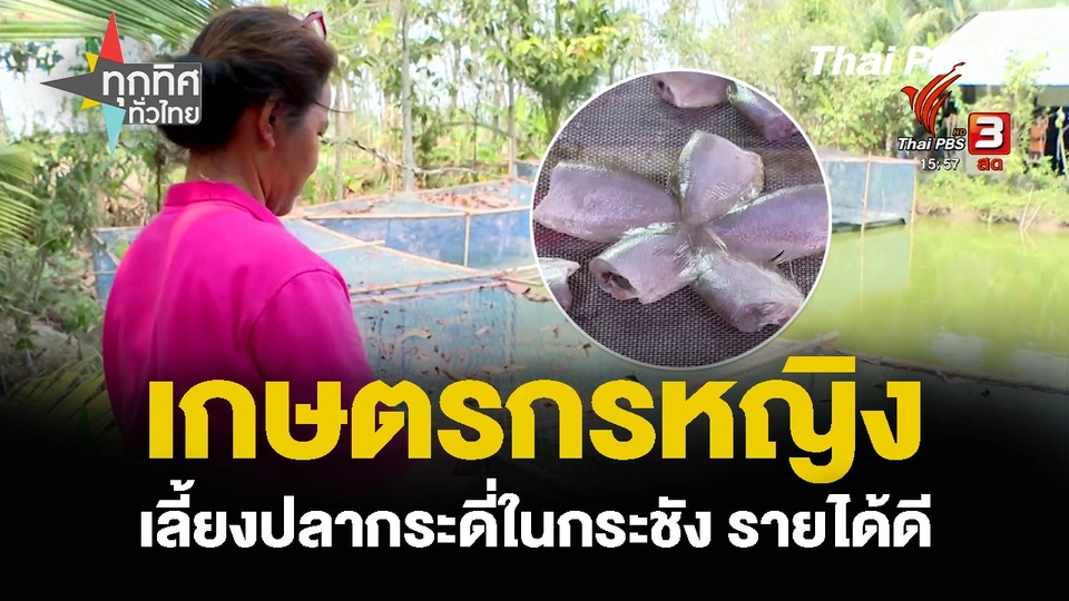 เกษตรกรหญิง เลี้ยงปลากระดี่ในกระชัง รายได้ดี