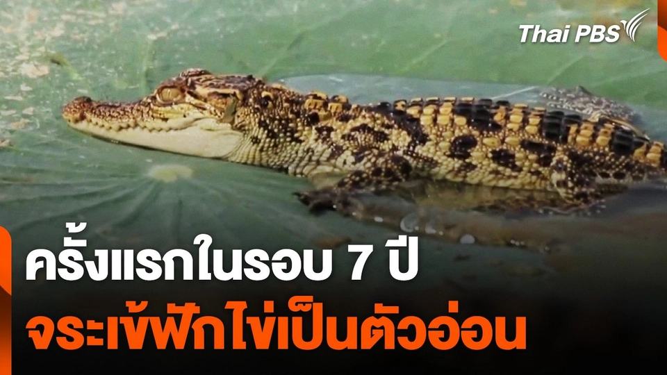 ครั้งแรกในรอบ 7 ปี จระเข้ฟักไข่เป็นตัวอ่อน