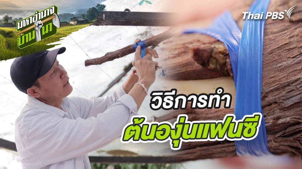 สูตรลับฉบับบ้านนา : การทำต้นองุ่นแฟนซี