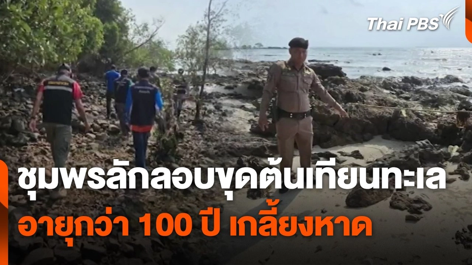 ชุมพรลักลอบขุดต้นเทียนทะเลอายุกว่า 100 ปี เกลี้ยงหาด