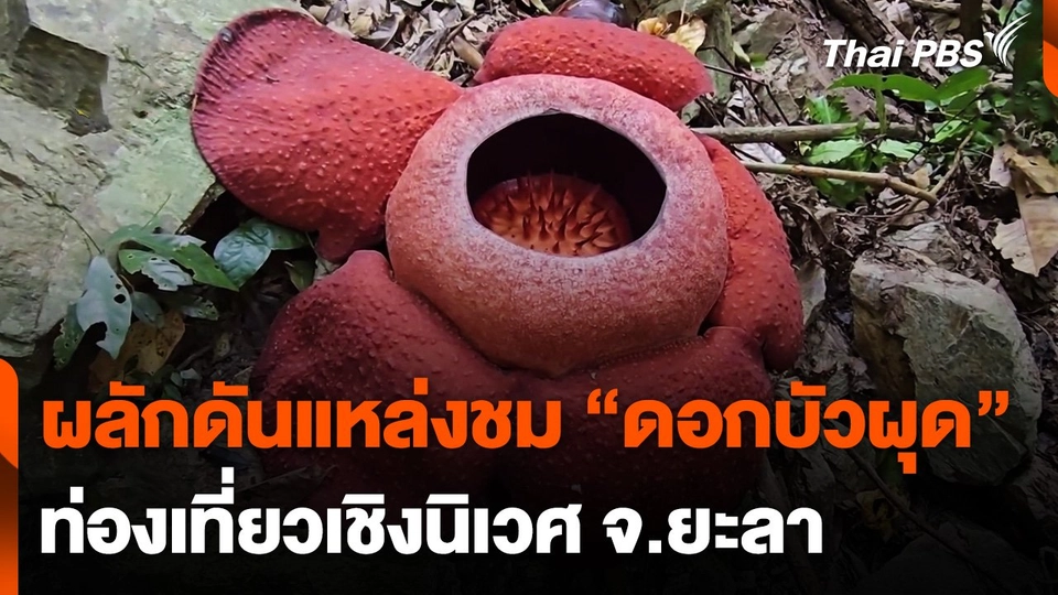 ผลักดันแหล่งชม "ดอกบัวผุด" ท่องเที่ยวเชิงนิเวศ