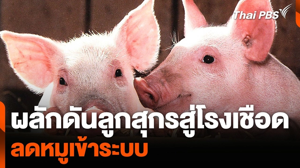 เริ่มผลักดันลูกสุกรสู่โรงเชือด ลดหมูเข้าระบบ