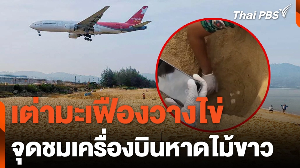 เต่ามะเฟืองวางไข่จุดชมเครื่องบินหาดไม้ขาว