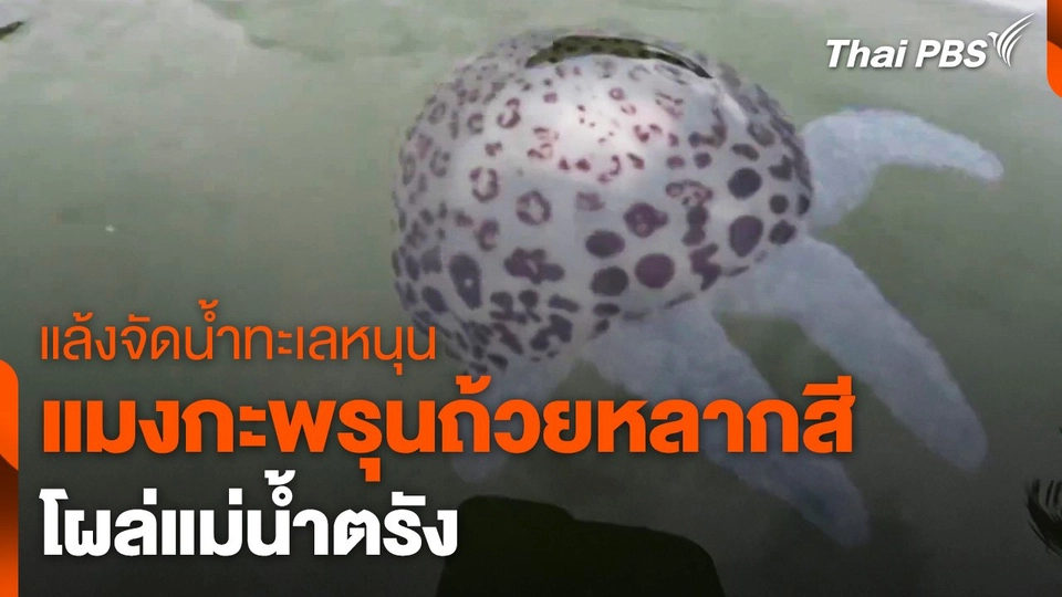 แล้งจัดน้ำทะเลหนุนแมงกะพรุนถ้วยหลากสีโผล่แม่น้ำตรัง