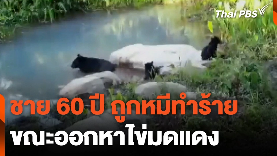ชาย 60 ปี ถูกหมีทำร้าย ขณะออกหาไข่มดแดง