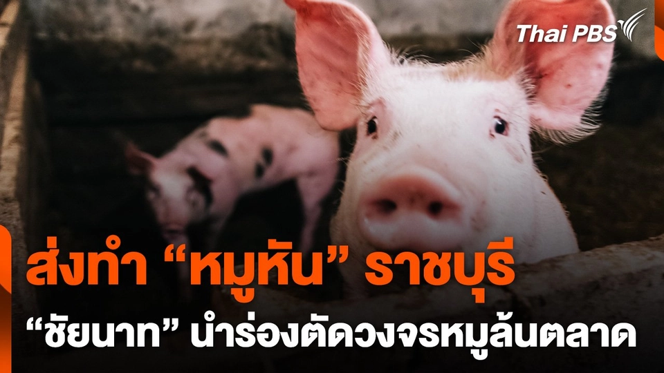 เริ่มระบายหมูส่วนเกินส่งร้านหมูหัน
