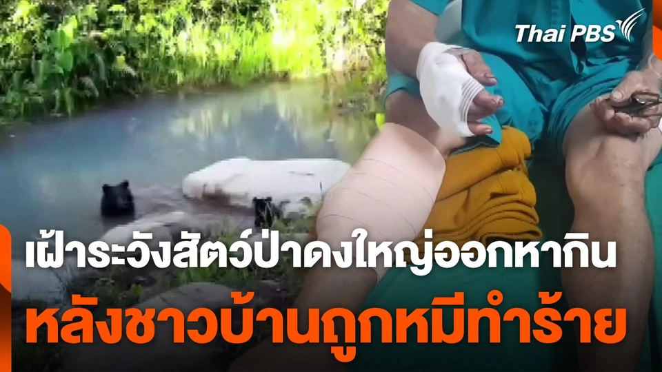 เฝ้าระวังสัตว์ป่าออกหากินนอกเขตป่าดงใหญ่ หลังชาวบ้านถูกหมีจู่โจม