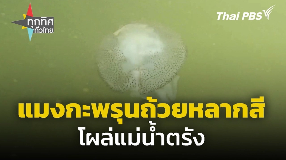 แมงกะพรุนถ้วยหลากสีโผล่แม่น้ำตรัง