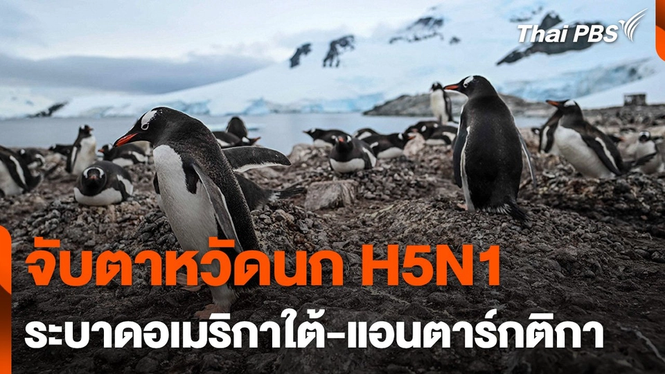 จับตาหวัดนกอเมริกาใต้-แอนตาร์กติกา