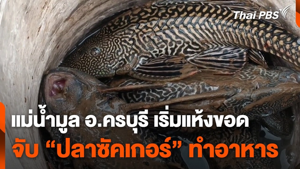 ชาวอำเภอครบุรี ออกหาปลาซัคเกอร์นำไปทำอาหาร