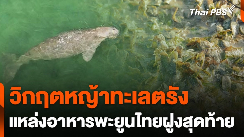 เรียกร้อง "พัชรวาท" ยกระดับแก้วิกฤติพะยูนตาย