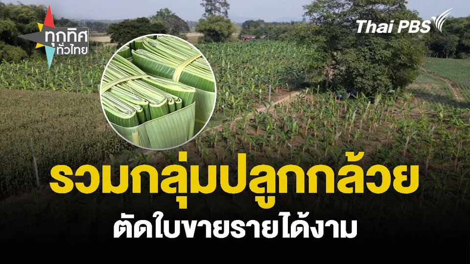 รวมกลุ่มปลูกกล้วย ตัดใบขายรายได้งาม