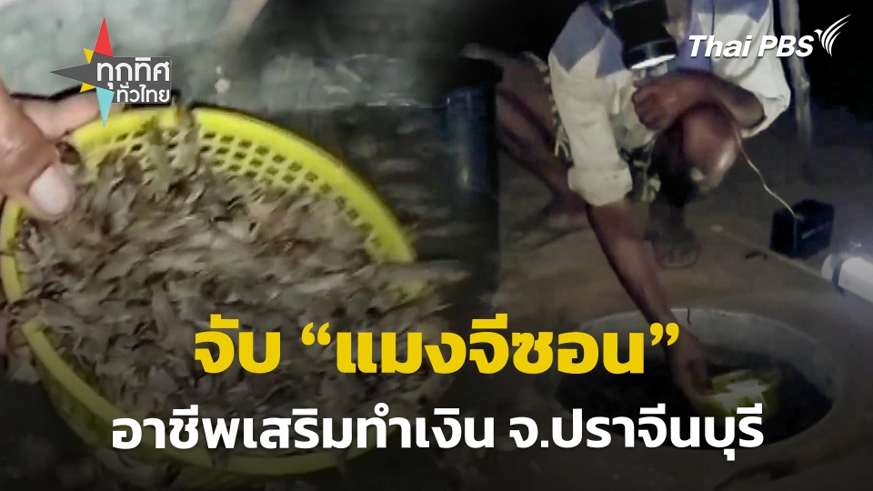 จับ "แมงจีซอน" อาชีพเสริมทำเงิน จ.ปราจีนบุรี