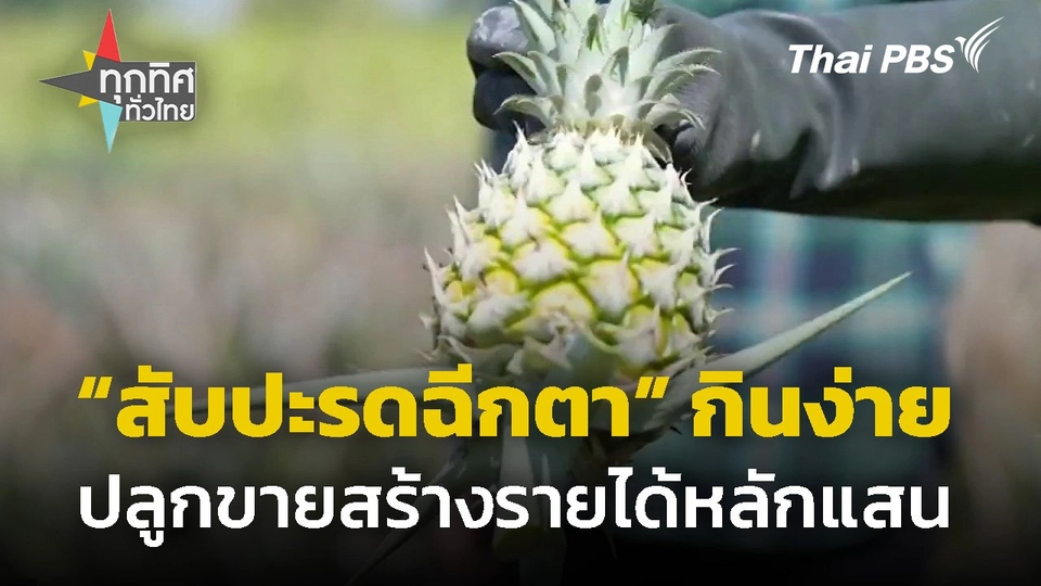 ปลูกสับปะรดฉีกตา ขายริมทางรายได้หลักแสน