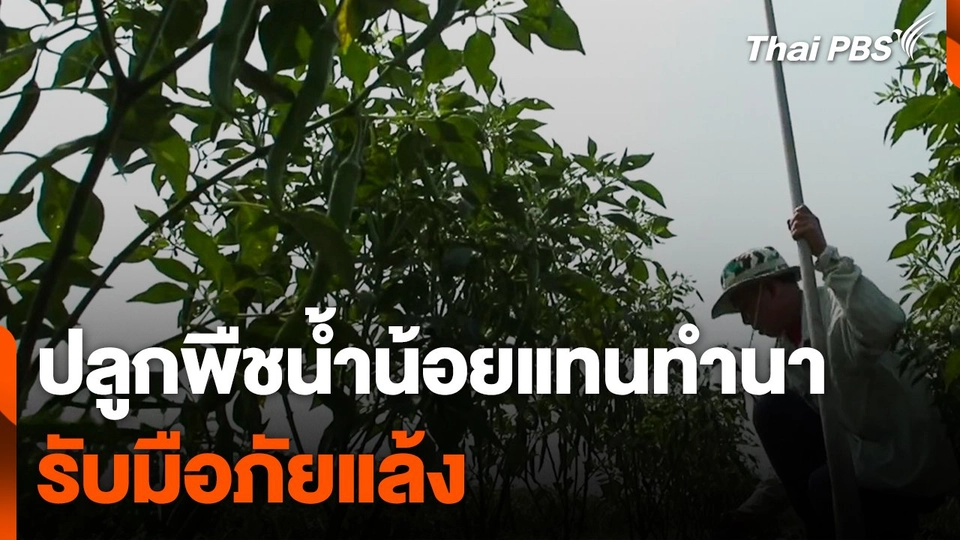 ปลูกพืชน้ำน้อยแทนทำนา รับมือภัยแล้ง