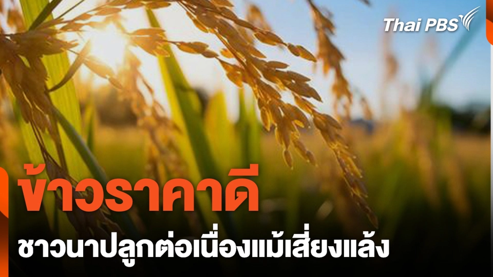 ข้าวราคาดีชาวนาปลูกต่อเนื่องแม้เสี่ยงแล้ง | วันใหม่ไทยพีบีเอส | 18 มี.ค. 67