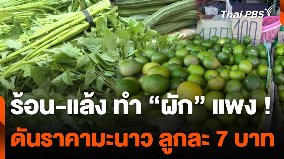 ภัยแล้งกระทบผักใบ - มะนาว ราคาพุ่ง