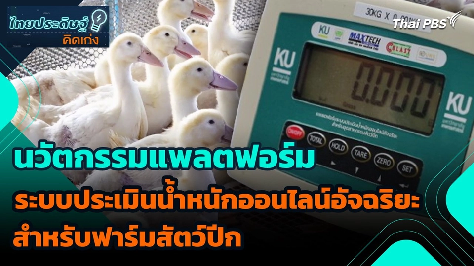 ไทยประดิษฐ์คิดเก่ง : นวัตกรรมแพลตฟอร์มระบบประเมินน้ำหนักออนไลน์อัจฉริยะ สำหรับฟาร์มสัตว์ปีก