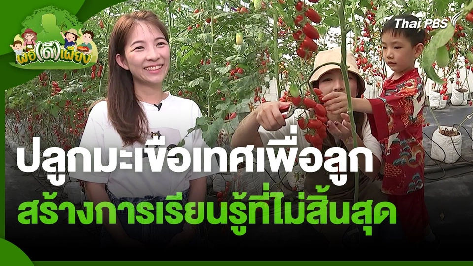 พอดีพอเพียง : ปลูกมะเขือเทศเพื่อลูก สร้างการเรียนรู้ที่ไม่สิ้นสุด