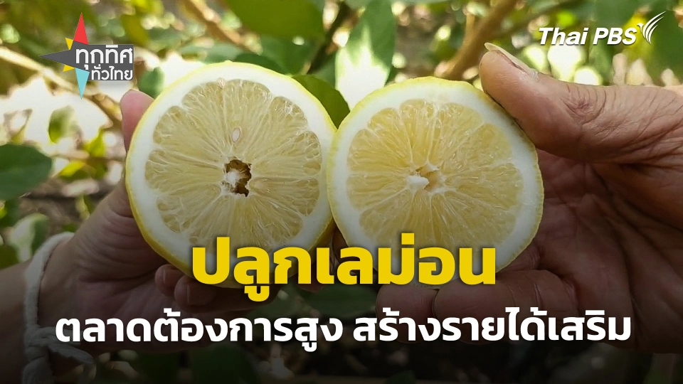 ปลูกเลม่อน ตลาดต้องการสูง จ.ราชบุรี
