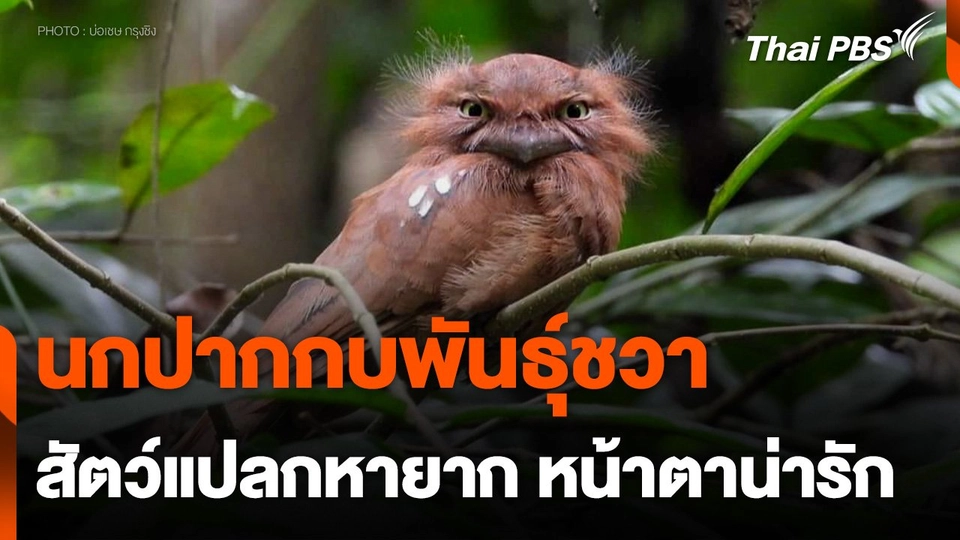 "นกปากกบพันธุ์ชวา" สัตว์แปลกหายาก หน้าตาน่ารัก