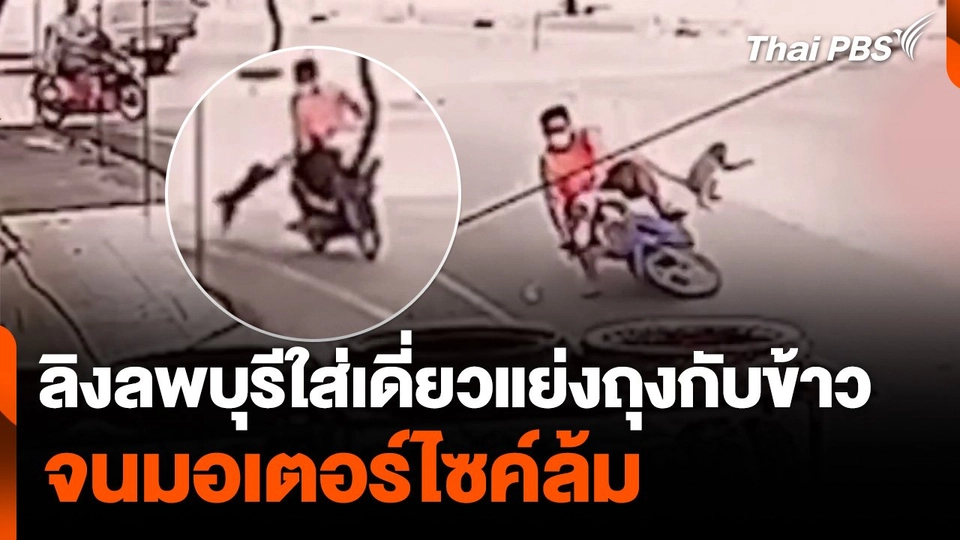 ลิงลพบุรีใส่เดี่ยวแย่งถุงกับข้าว จนมอเตอร์ไซค์ล้ม