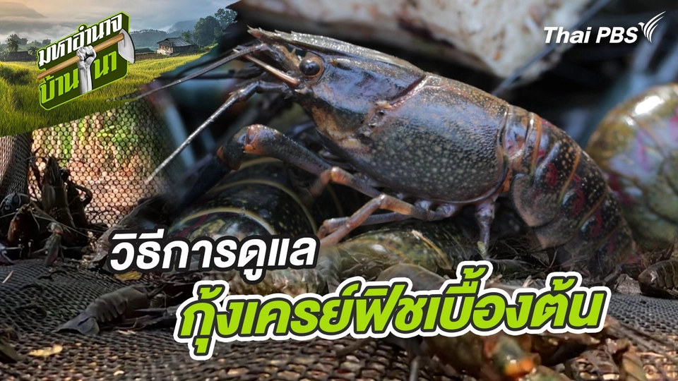 สูตรลับฉบับบ้านนา : วิธีการดูแลกุ้งเครย์ฟิชเบื้องต้น