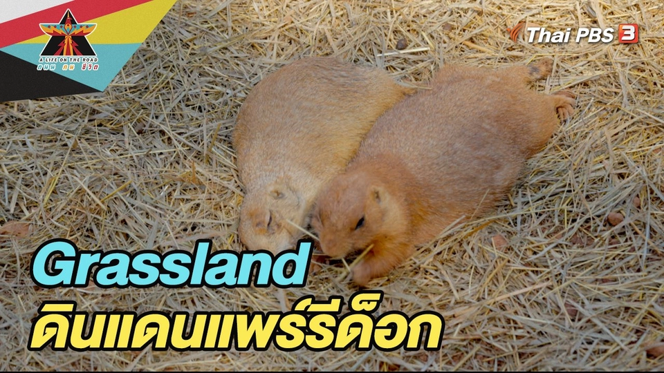 Grassland ดินแดนแพรรีด็อก