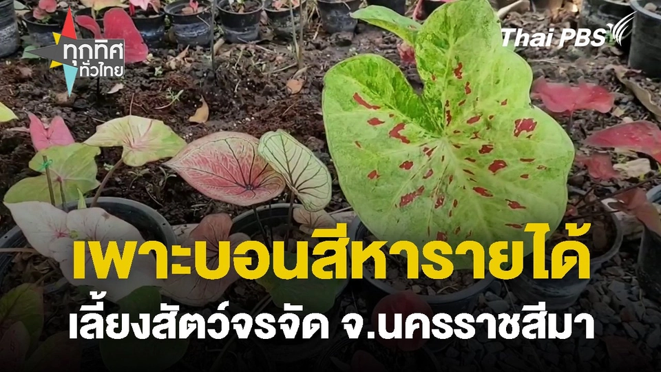 เพาะบอนสีหารายได้เลี้ยงสัตว์จรจัด จ.นครราชสีมา