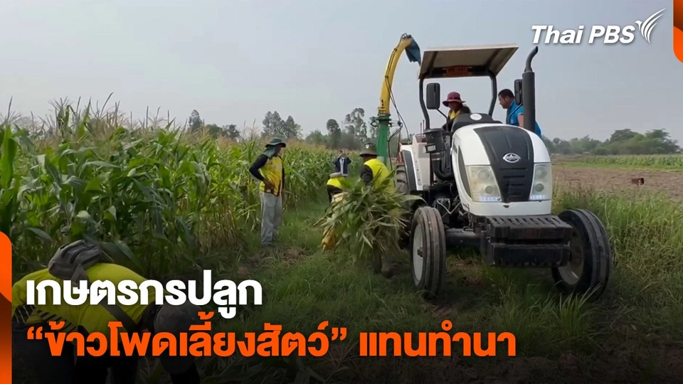 เกษตรกรปลูก “ข้าวโพดเลี้ยงสัตว์” แทนการทำนา