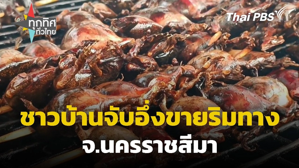 ชาวบ้านจับอึ่งขายริมทาง จ.นครราชสีมา