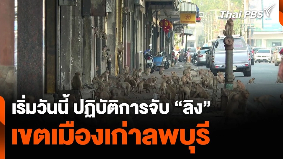 เริ่มวันนี้ ปฏิบัติการจับ “ลิง” เขตเมืองเก่าลพบุรี