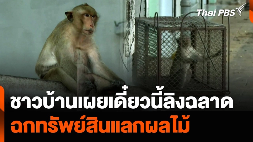 จับ “ลิงลพบุรี” วันแรก ชาวบ้านเผยเดี๋ยวนี้ลิงฉลาด ฉกทรัพย์สินแลกผลไม้