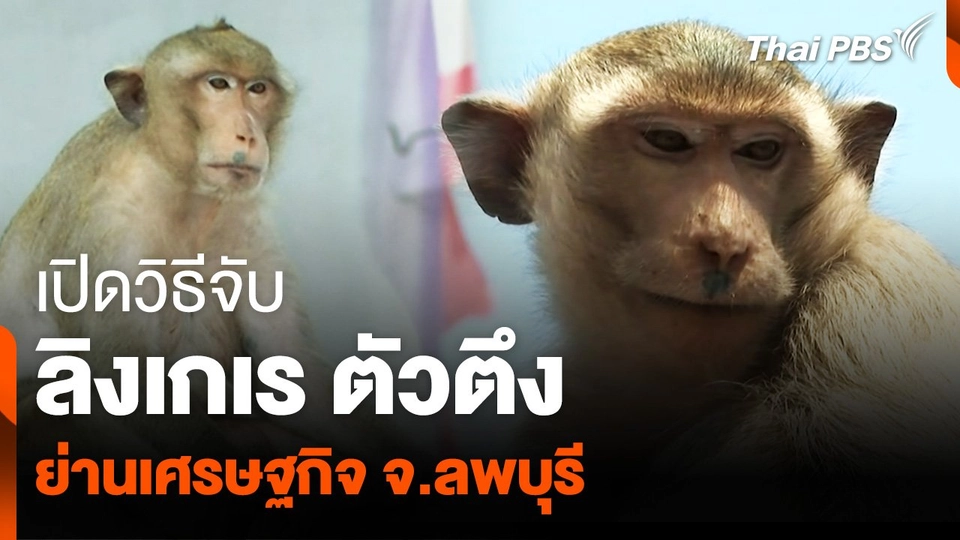 เปิดวิธีจับ “ลิงเกเร-ตัวตึง” ย่านเศรษฐกิจ จ.ลพบุรี