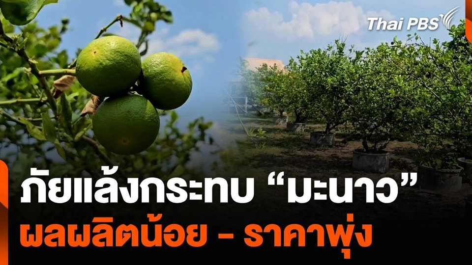 ภัยแล้งกระทบ “มะนาว” ผลผลิตน้อย - ราคาพุ่ง