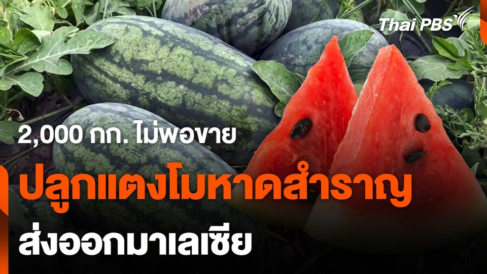 แตงโมหาดสำราญส่งออกไปมาเลเซีย