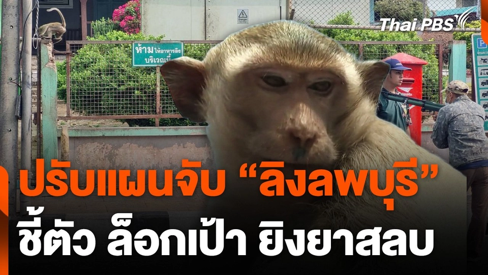 ปรับแผนจับ "ลิงลพบุรี" ชี้ตัวล็อกเป้ายิงยาสลบ