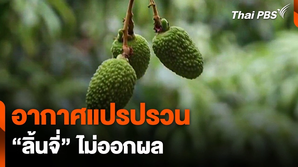 อากาศแปรปรวน "ลิ้นจี่" ไม่ออกผล