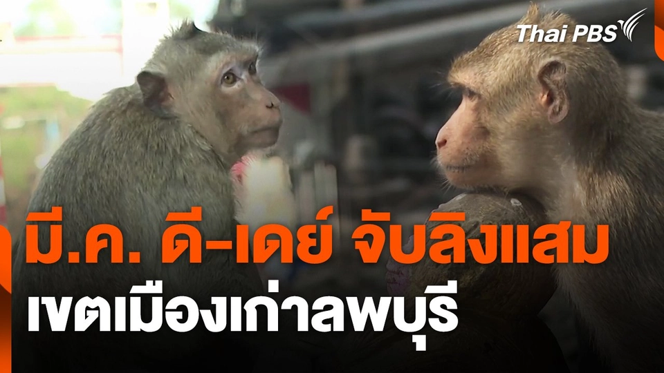 มี.ค. ดี-เดย์ จับลิงแสมเขตเมืองเก่าลพบุรี