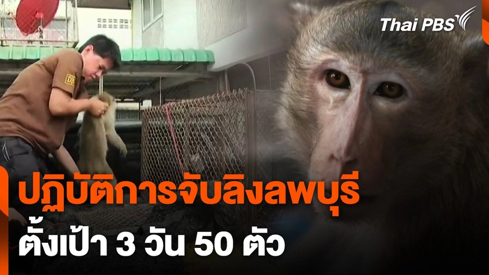 ปฏิบัติการจับลิงลพบุรี ตั้งเป้า 3 วัน 50 ตัว