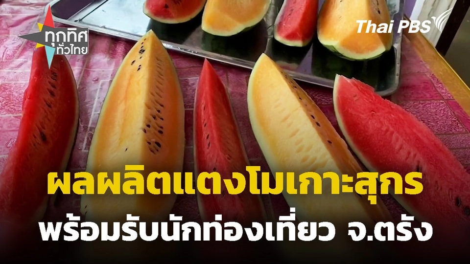 ผลผลิตแตงโมเกาะสุกรพร้อมรับนักท่องเที่ยว จ.ตรัง