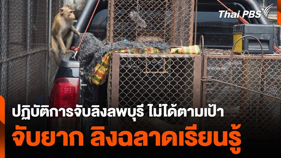 จบปฏิบัติการจับลิงลพบุรี ไม่ได้ตามเป้า จับยาก ลิงฉลาดเรียนรู้
