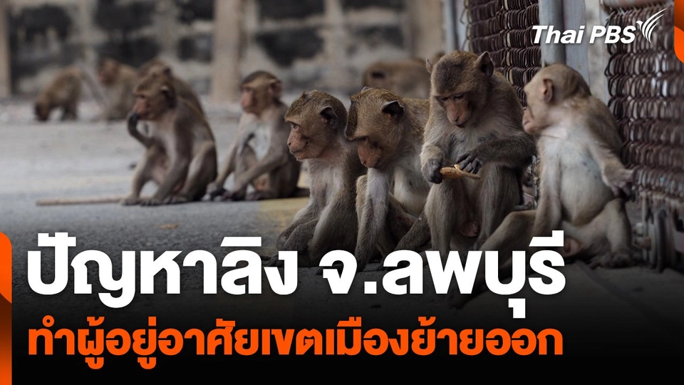 ปัญหาลิง จ.ลพบุรี ทำผู้อยู่อาศัยเขตเมืองย้ายออก