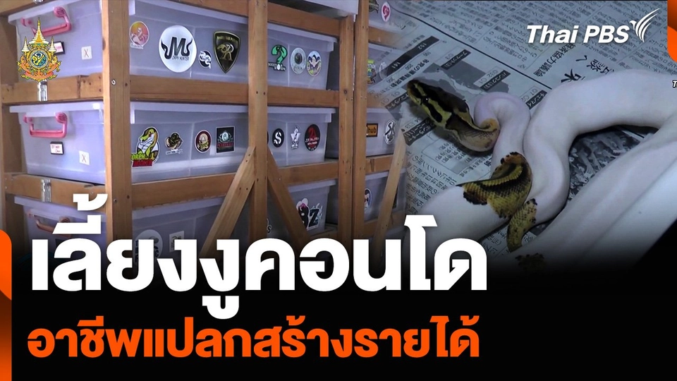 “เลี้ยงงูคอนโด” อาชีพแปลกสร้างรายได้