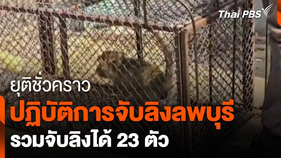 ยุติปฏิบัติการจับลิงลพบุรีชั่วคราว รวมจับลิงได้ 23 ตัว