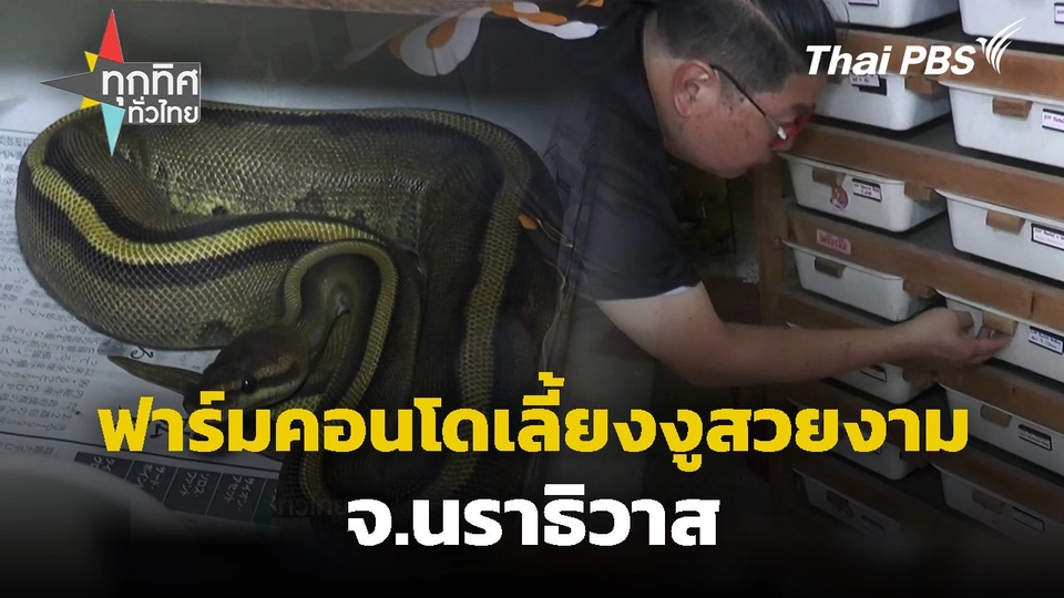 ฟาร์มคอนโดเลี้ยงงูสวยงาม จ.นราธิวาส