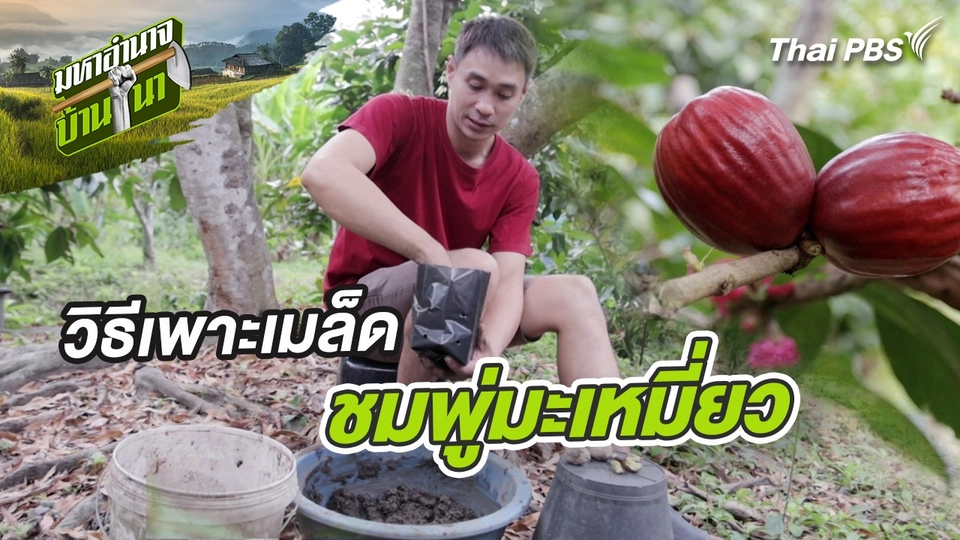 สูตรลับฉบับบ้านนา : วิธีเพาะเมล็ดชมพู่มะเหมี่ยว