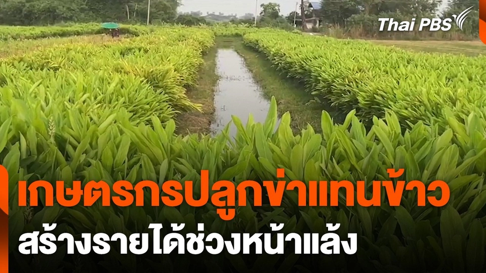 เกษตรกรปลูกข่าแทนข้าวสร้างรายได้ช่วงแล้ง